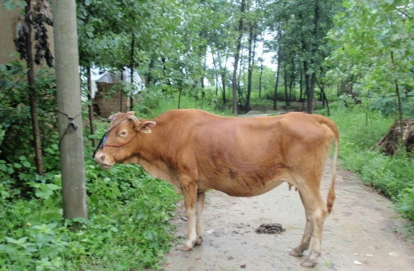 红河最新求一个套医保卡的黄牛是真的吗方法分析(最方便真实的红河求一个套医保卡的黄牛是真的吗还是假的方法)